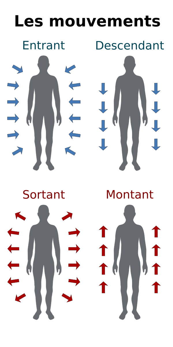 Les 4 mouvements des aliments en diététique chinoise